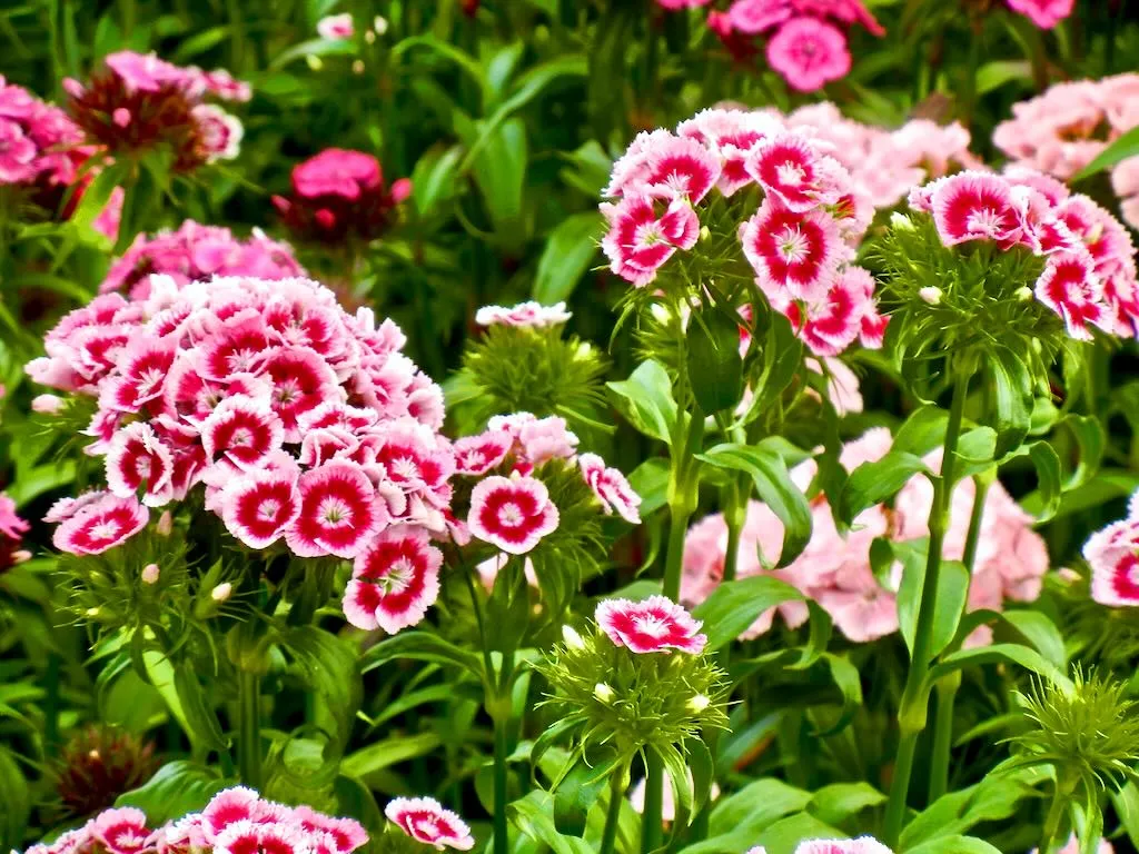 Dianthus barbatus