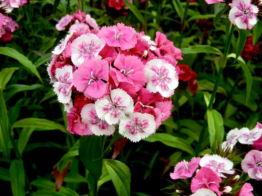 Dianthus barbatus - Online Flower Garden Dianthus barbatus