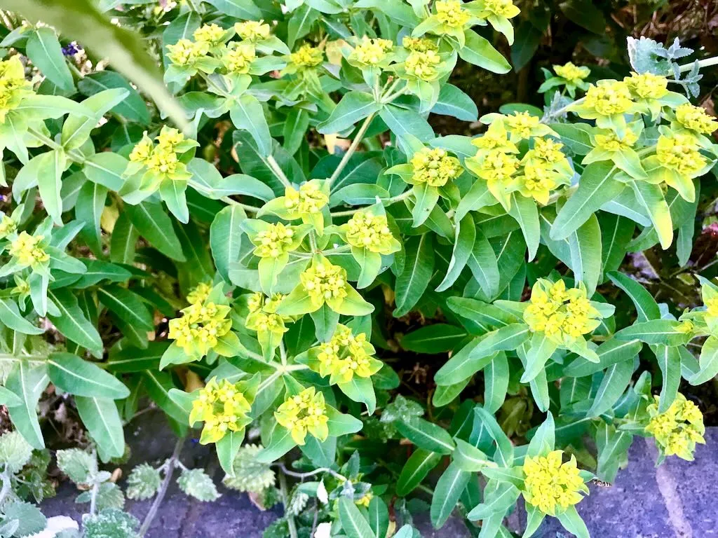 Euphorbia epithymoides