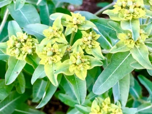 Euphorbia epithymoides