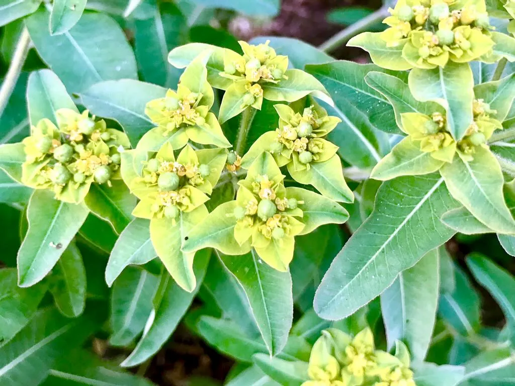 Euphorbia epithymoides