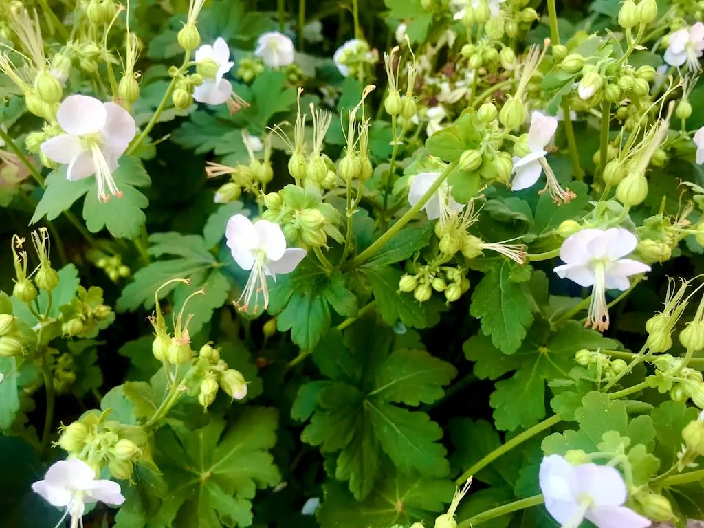 Geranium macrorrhizum'White-Ness'