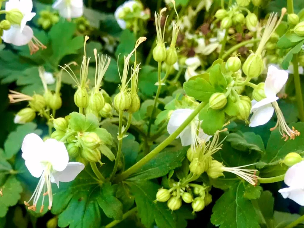 Geranium macrorrhizum 'White-Ness'