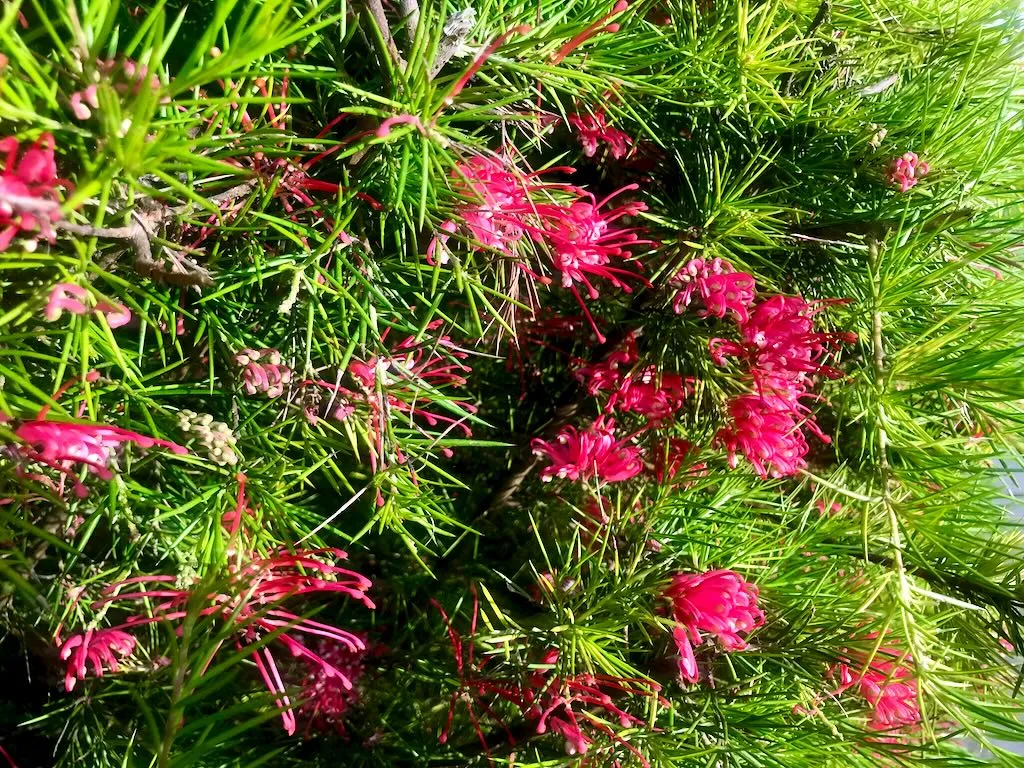 Grevillea banksii
