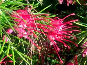 Grevillea banksii