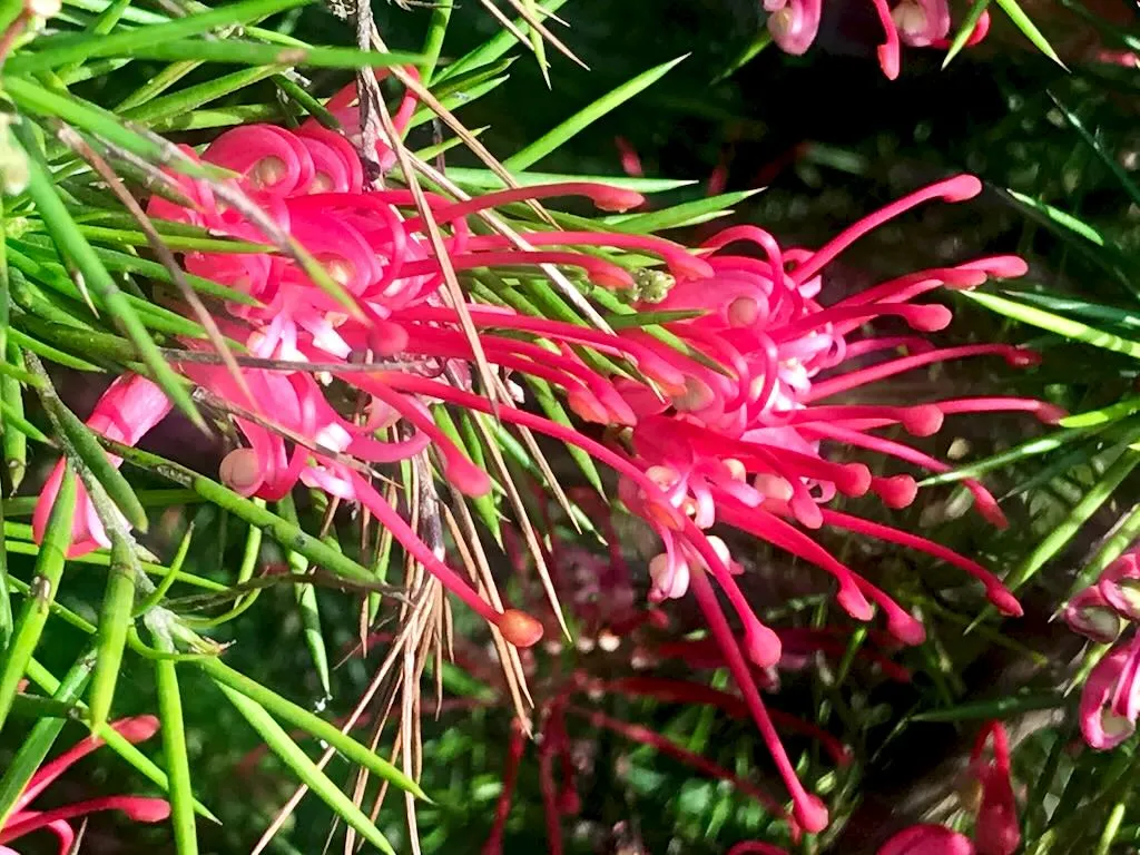 Grevillea banksii