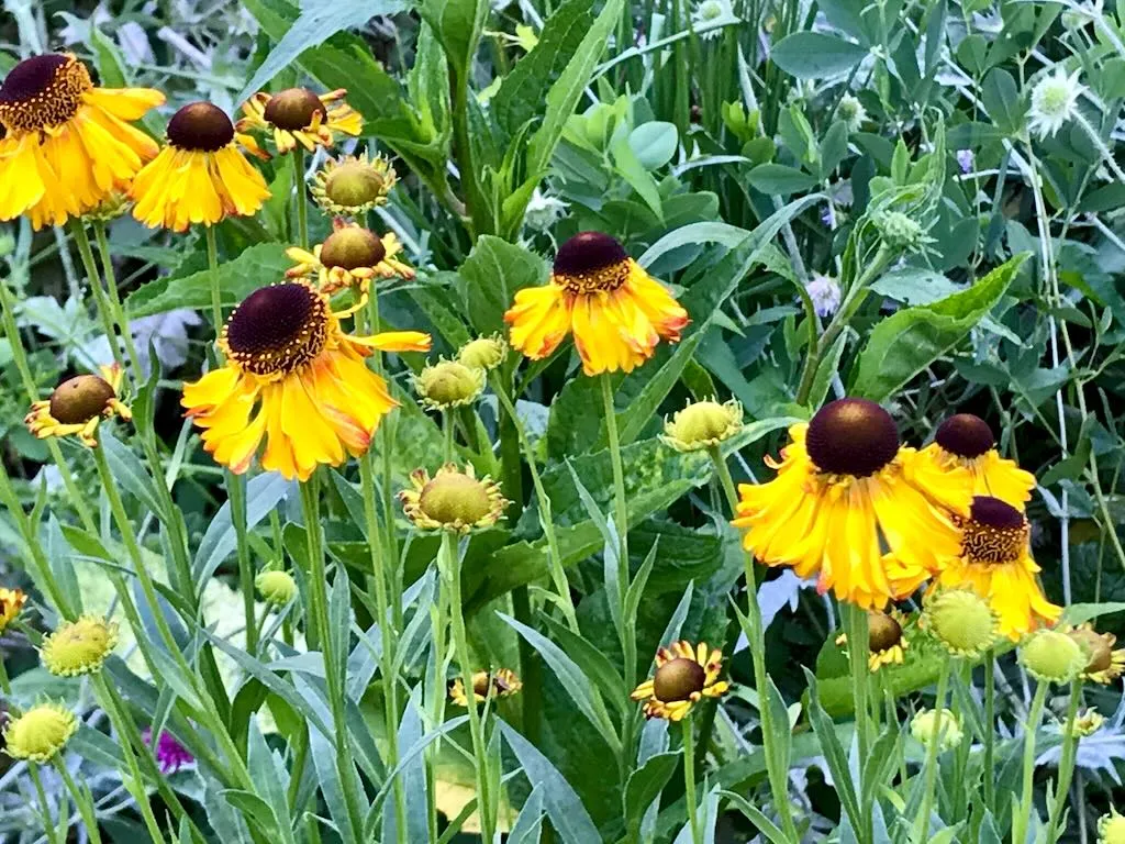 Helenium autumnale
