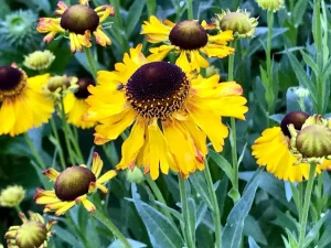 Helenium autumnale