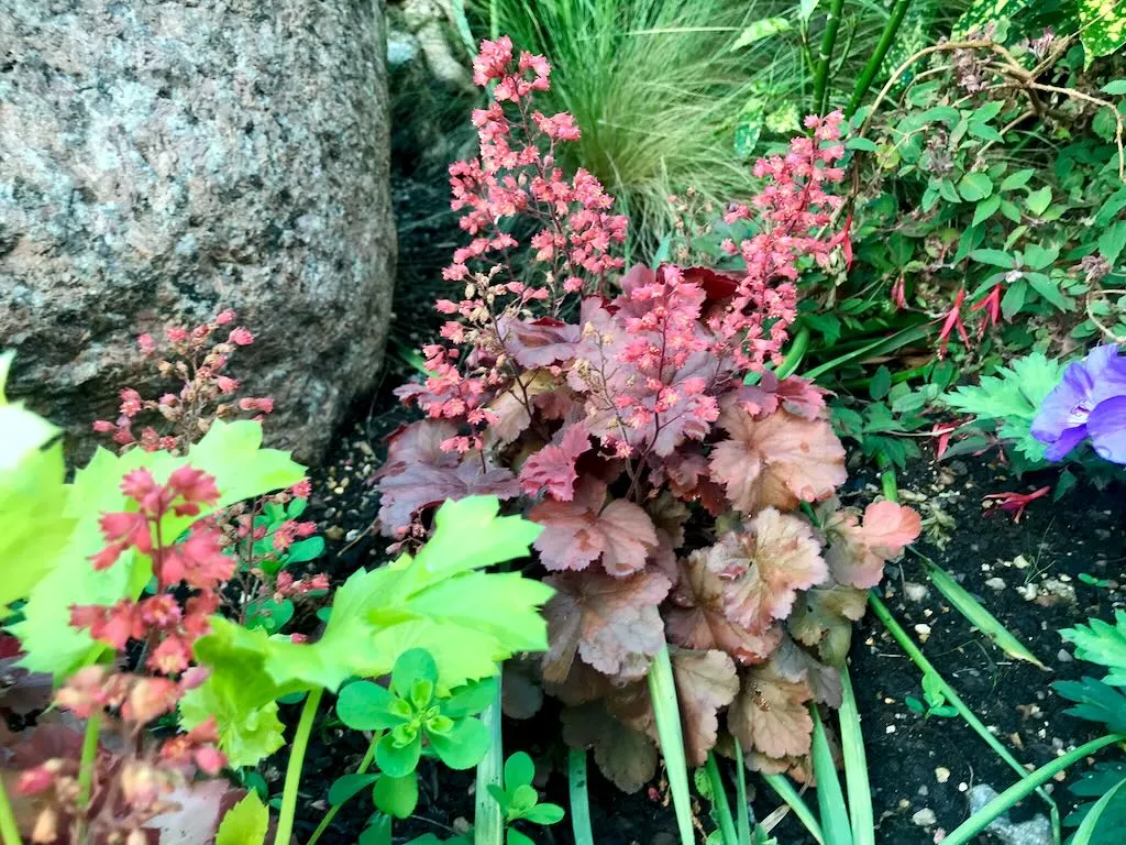 Heuchera'Cherry Cola'