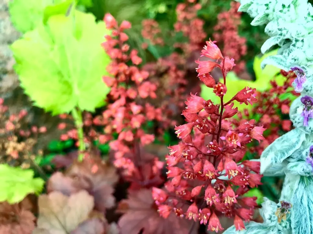 Heuchera 'Cherry Cola'
