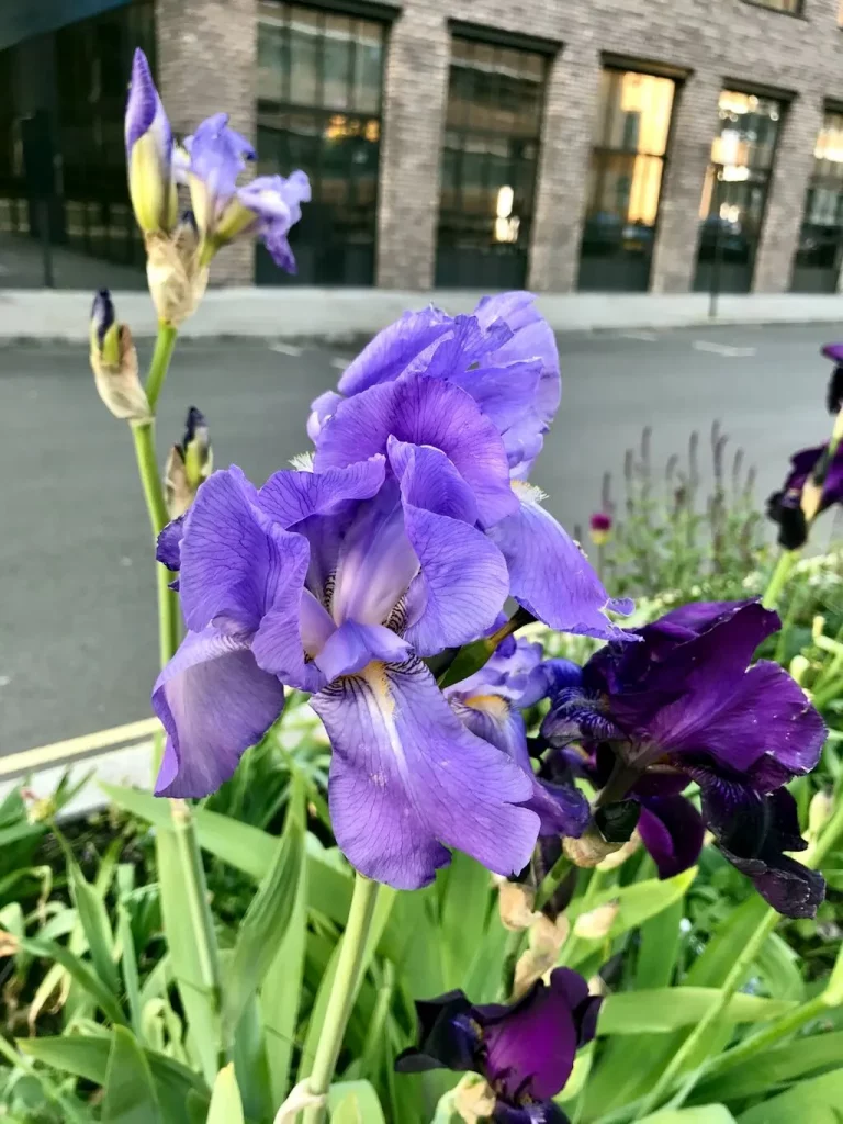 Iris germanica, Bearded Iris