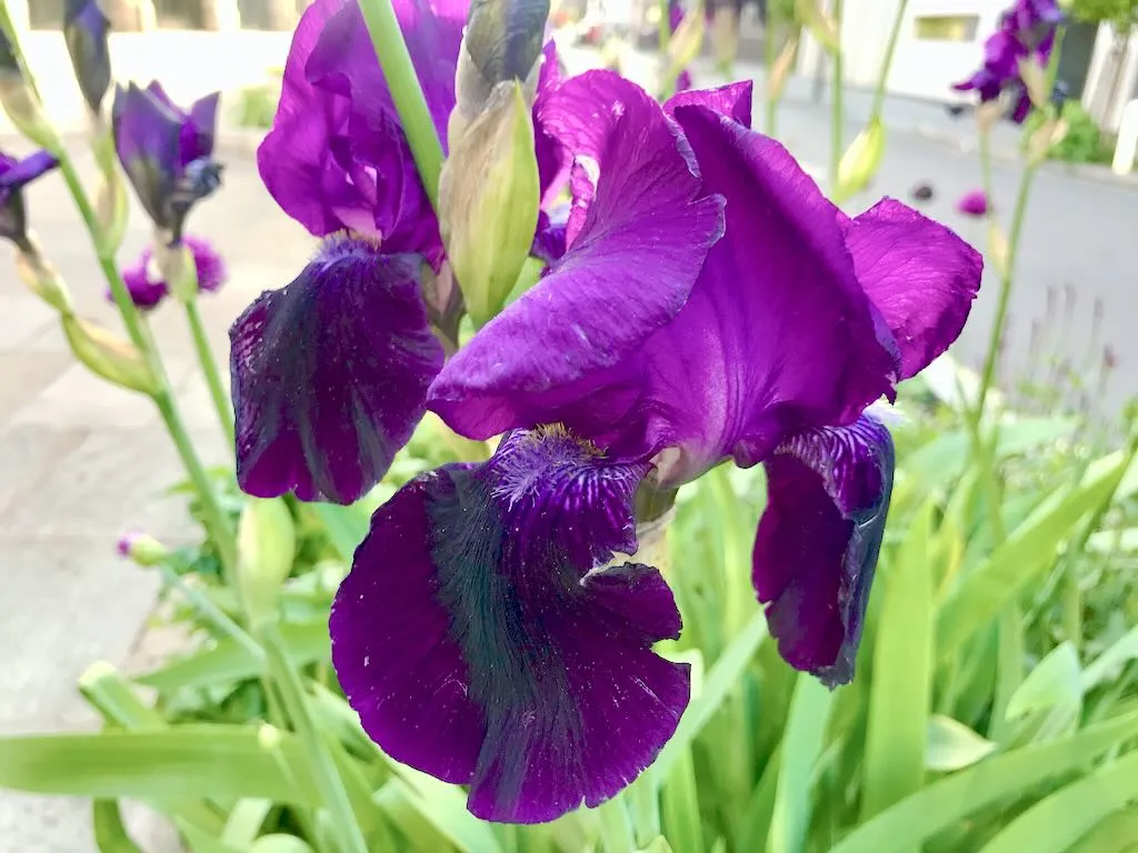 Iris germanica, Bearded Iris