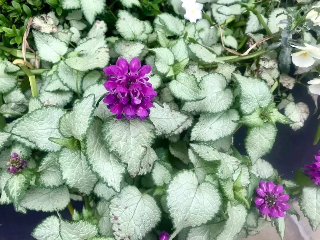 Lamium maculatum-1 - Online Flower Garden Lamium maculatum or Deadnettle