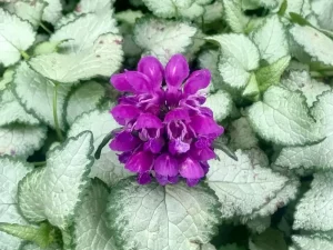 Lamium maculatum or Deadnettle