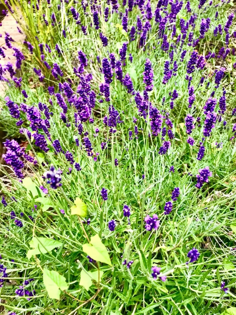 Lavandula angustifolia