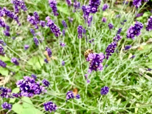 Lavandula angustifolia