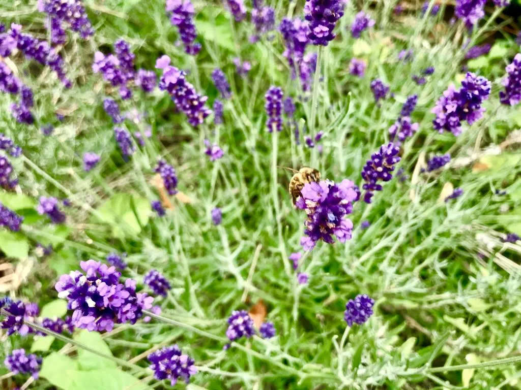 Lavandula angustifolia