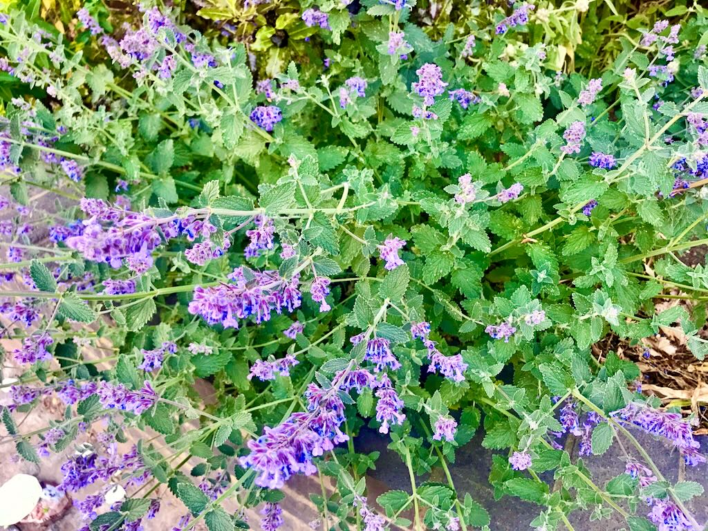 Nepeta cataria - Catnip-1 - Online Flower Garden Nepeta cataria - Catnip