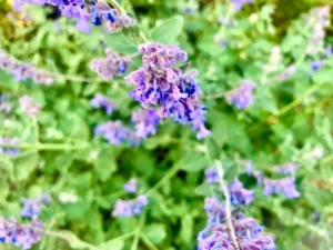 Nepeta cataria - Catnip