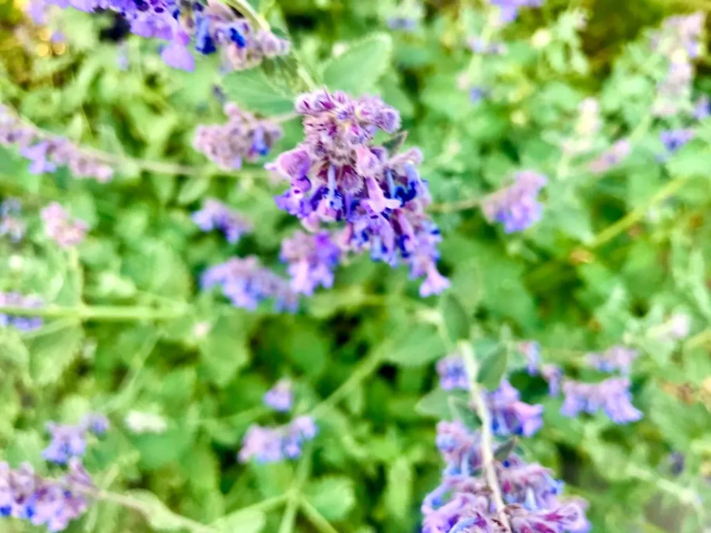 Nepeta cataria - Catnip - Online Flower Garden Nepeta cataria - Catnip