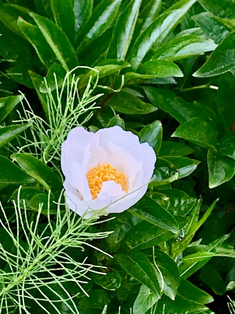 Paeonia lactiflora White Wings-1 - Online Flower Garden Paeonia lactiflora'White Wings'