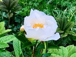 Paeonia lactiflora 'White Wings'