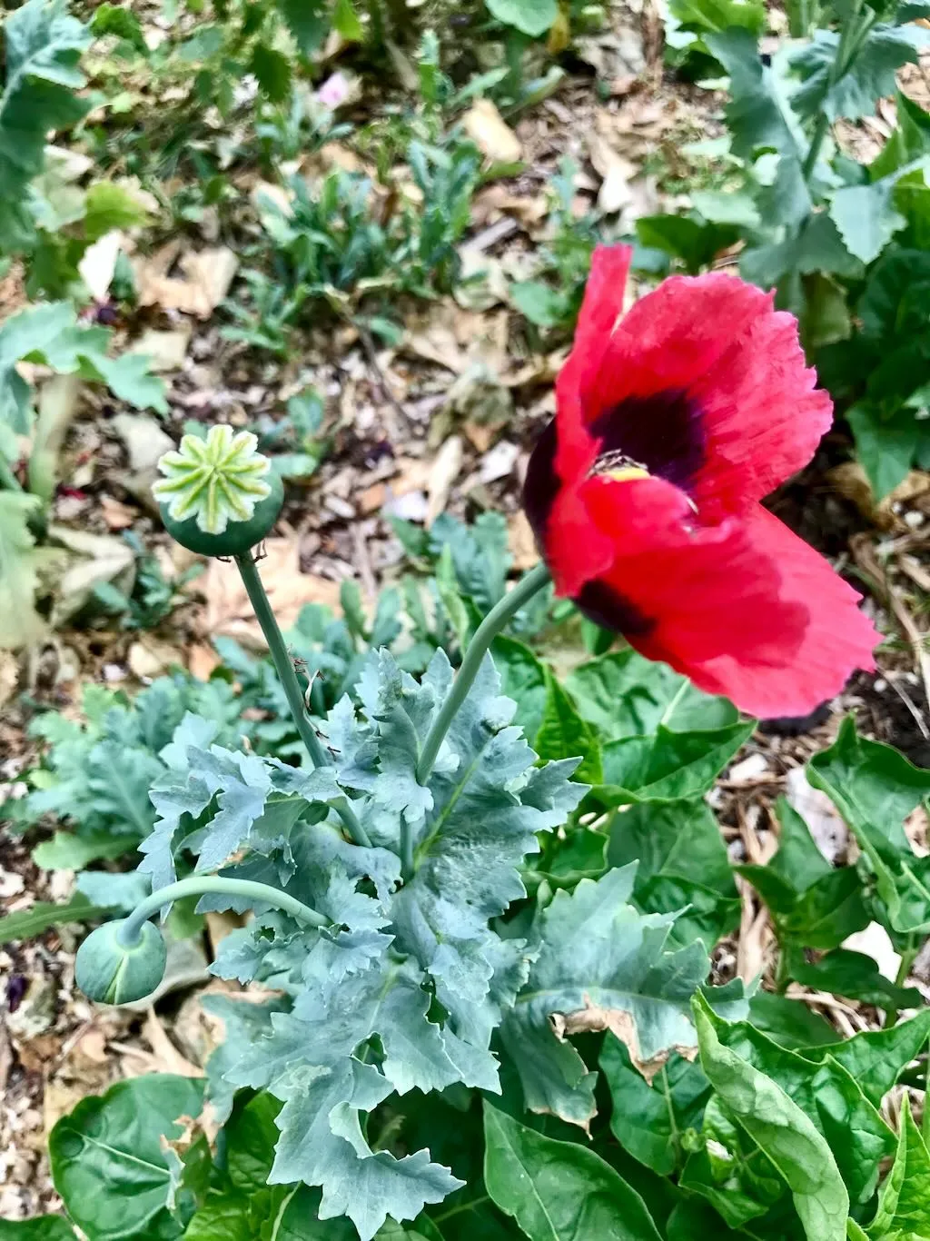 Papaver somniferum