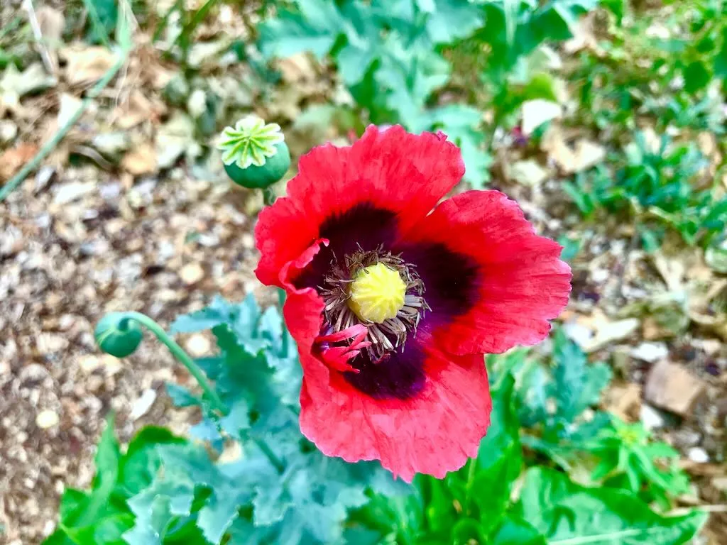 Papaver somniferum