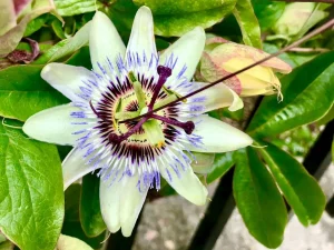 Passiflora - Passion Flower