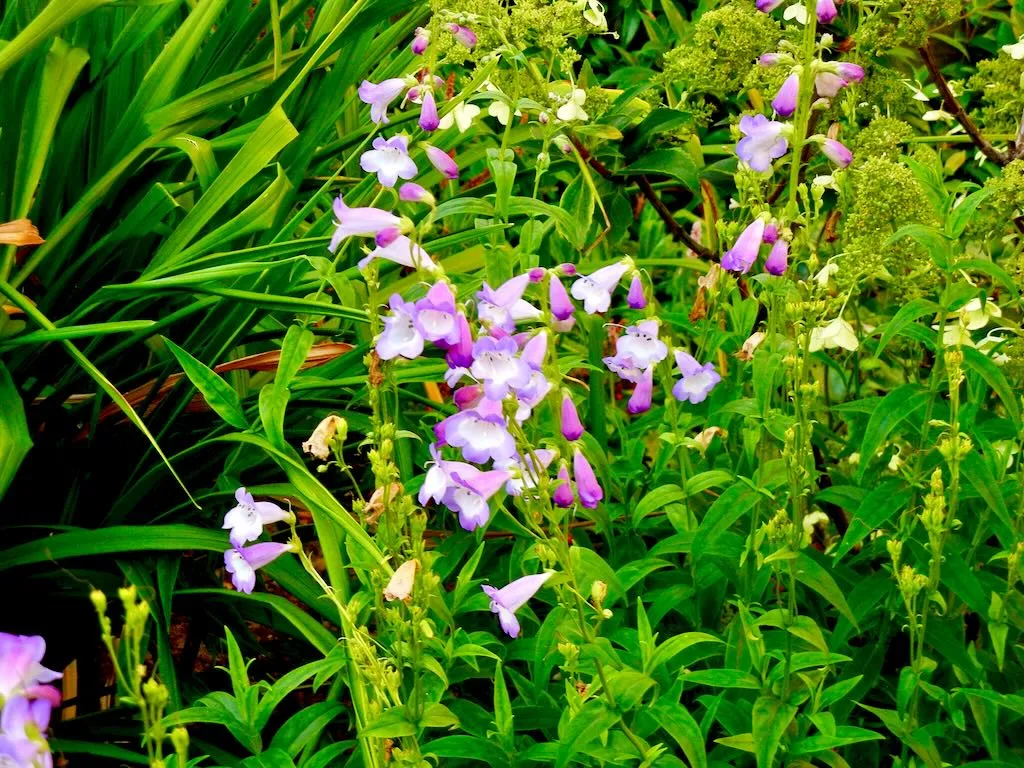 Penstemon'Pensham Czar'