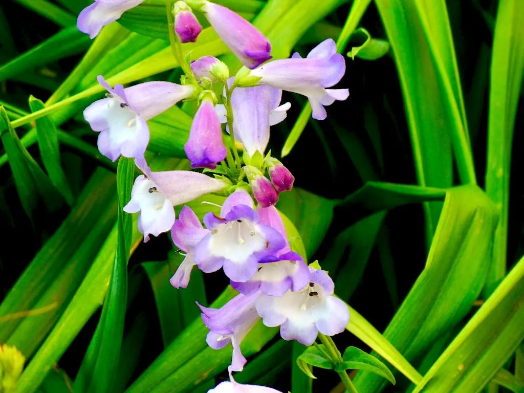 Penstemon 'Pensham Czar'