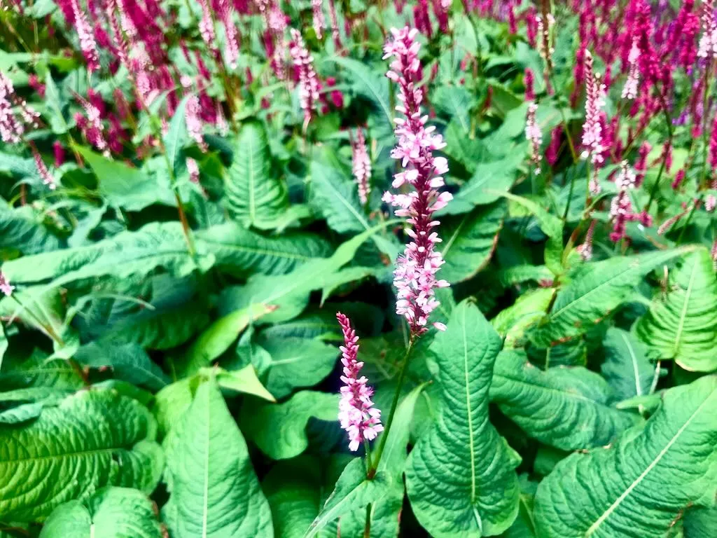 Persicaria amplexicaulis'Rosea'