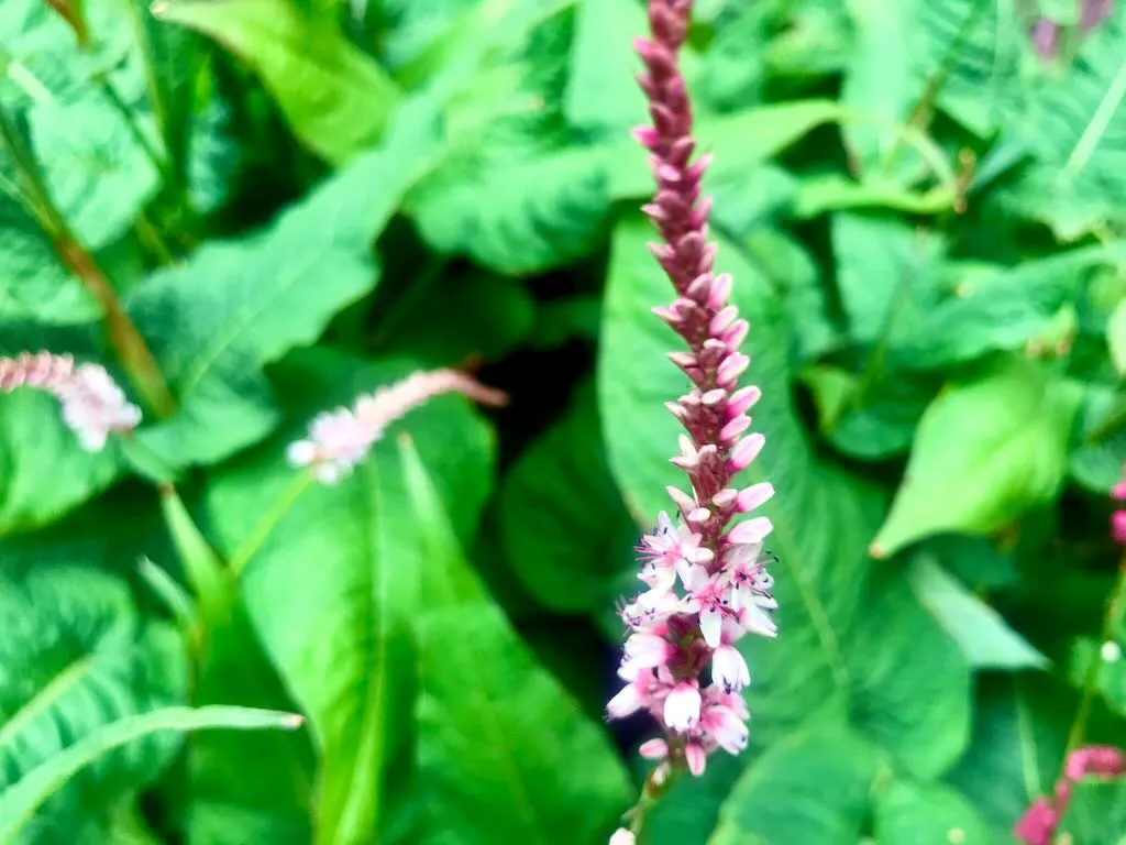 Persicaria amplexicaulis 'Rosea'