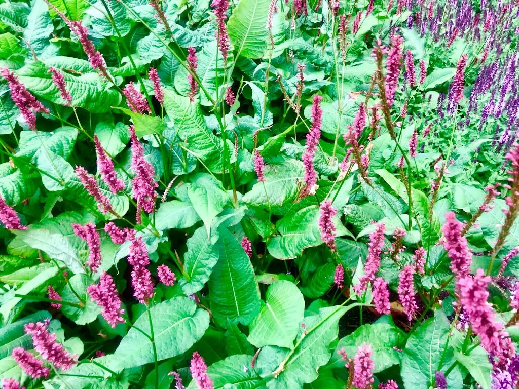Persicaria orientalis