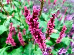 Persicaria orientalis