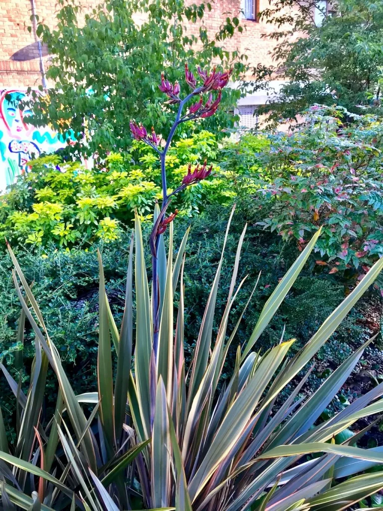 Phormium tenax