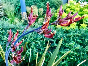 Phormium tenax