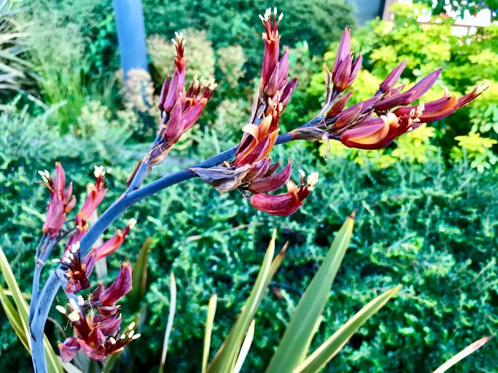 Phormium tenax