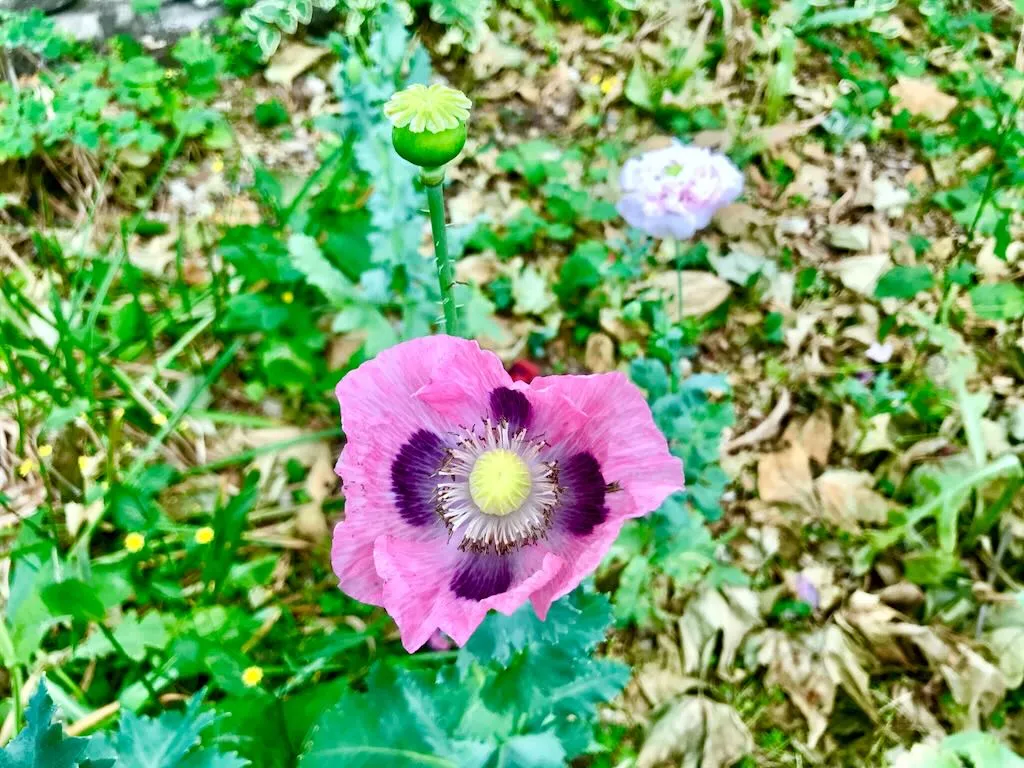 Papaver somniferum