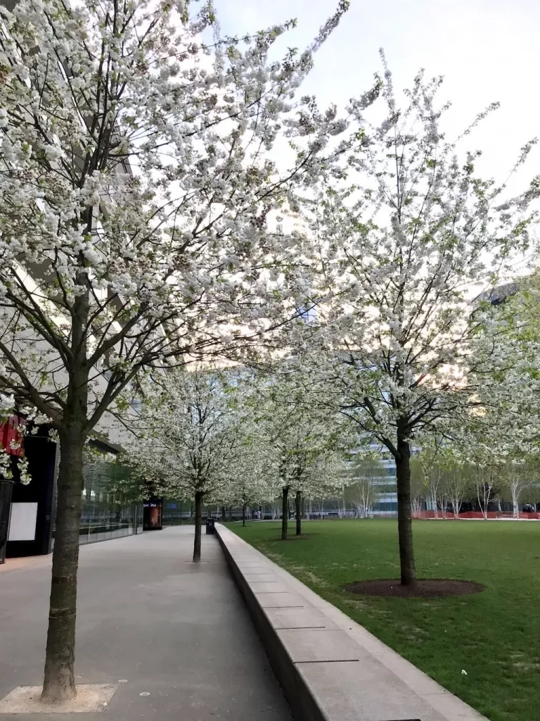 Prunus serrulata - Cherry Blossom Tree-1 - Online Flower Garden Prunus serrulata - Cherry Blossom Tree
