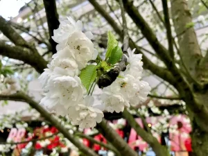 Prunus serrulata - Cherry Blossom Tree