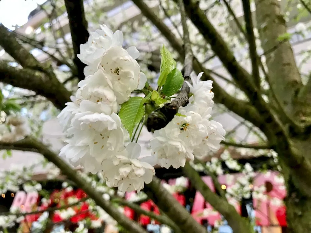 Prunus serrulata - Cherry Blossom Tree - Online Flower Garden Prunus serrulata - Cherry Blossom Tree