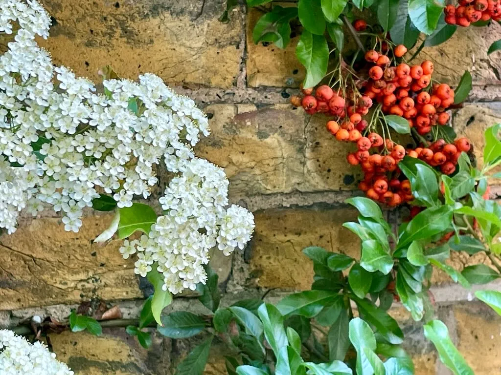Pyracantha coccinea-1 - Online Flower Garden Pyracantha coccinea