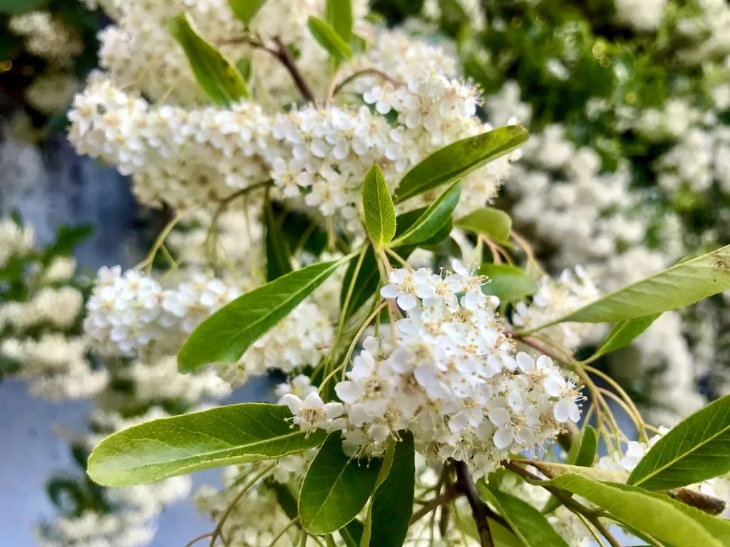 Pyracantha coccinea - Online Flower Garden Pyracantha coccinea