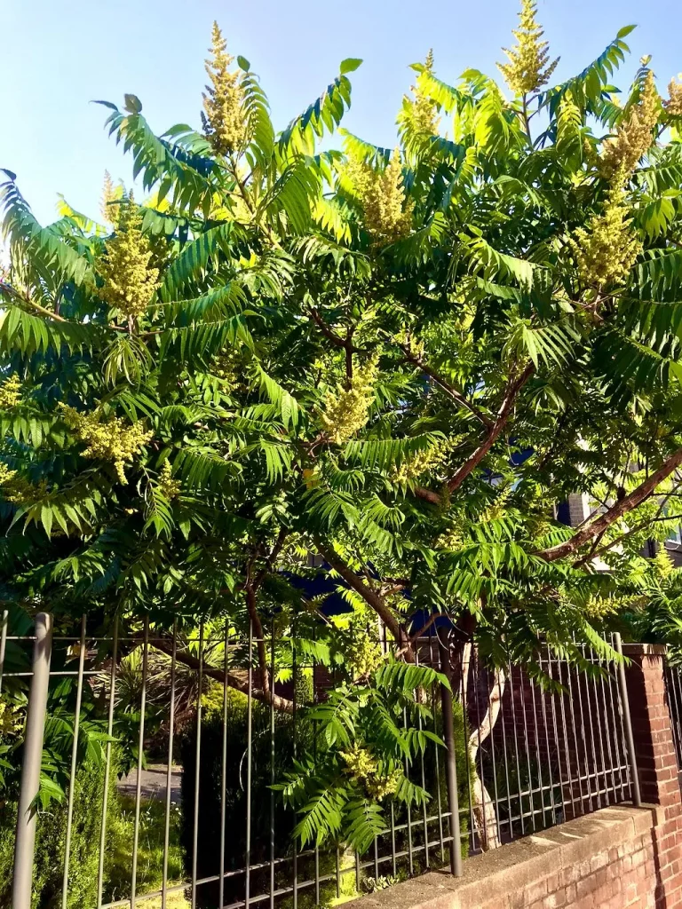Rhus glabra - Sumach
