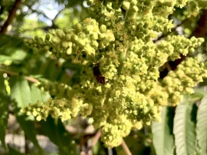 Rhus glabra - Sumach
