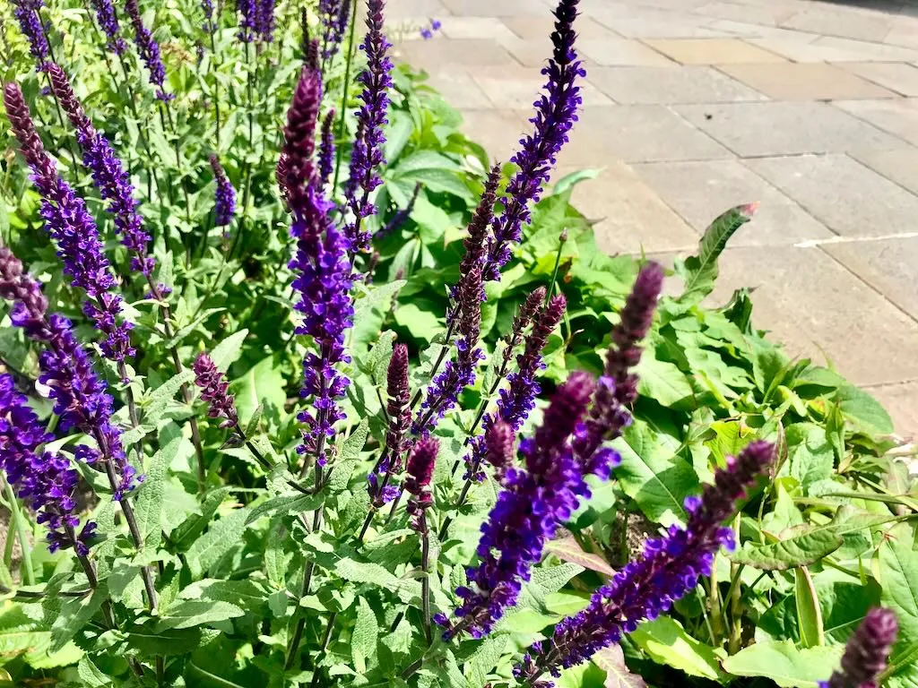Salvia nemorosa'Ostfriesland'
