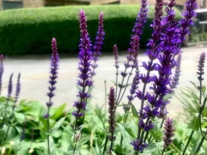 Salvia nemorosa 'Ostfriesland'