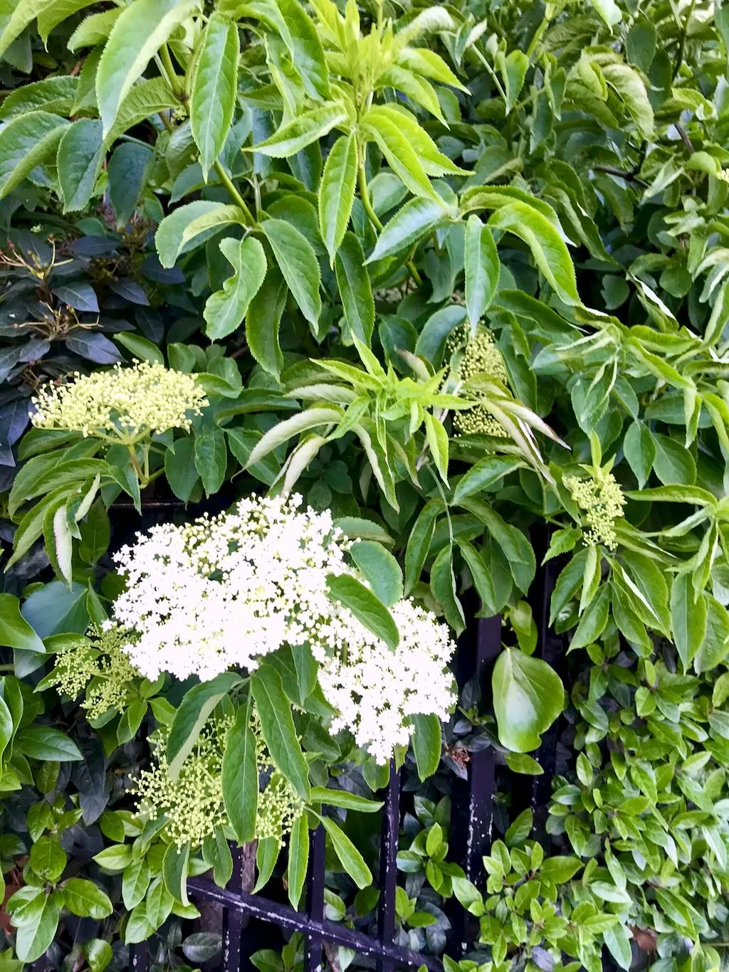 Sambucus nigra-1 - Online Flower Garden Sambucus nigra