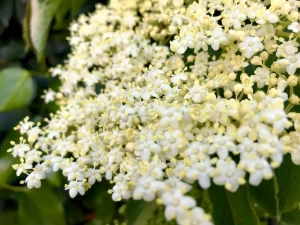 Sambucus nigra
